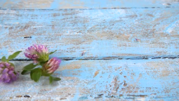 Świeże Kwiaty Koniczyny Krople Vintage Jasnoniebieski Drewniany Blat Zwolniony Ruch — Wideo stockowe