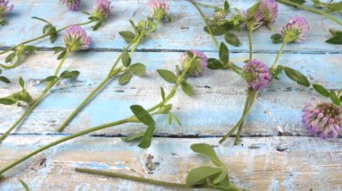 Taze yonca çiçekleri açık mavi ahşap masa üstünde.