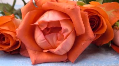 Coral  fresh roses flowers on the vintage wooden light blue background.