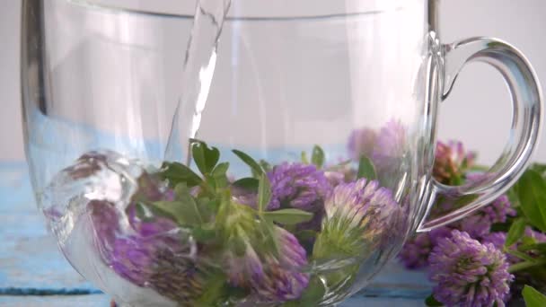 Brewing Tisanes Red Clover Transparent Cup Slow Motion — Stock video