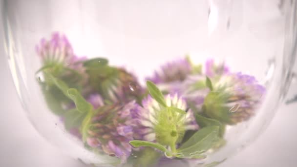 Brewing Tisanes Red Clover Transparent Cup Slow Motion — Vídeo de stock