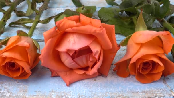 Коралові Свіжі Троянди Квіти Старовинному Дерев Яному Світло Блакитному Фоні — стокове відео