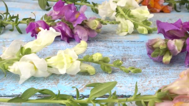 Coloridas Flores Dragón Fondo Azul Claro Madera Vintage — Vídeos de Stock