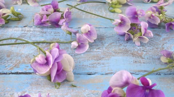 Coloridas Flores Jardín Verano Guisante Dulce Lila Fondo Azul Claro — Vídeo de stock