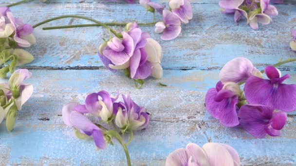 Flores Coloridas Jardim Verão Ervilha Doce Lilás Fundo Azul Claro — Vídeo de Stock