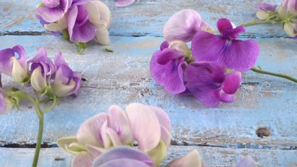 Coloridas Flores Jardín Verano Guisante Dulce Lila Fondo Azul Claro — Vídeo de stock