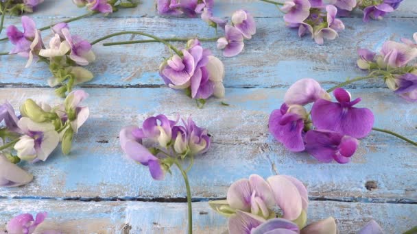 Colorful Summer Garden Flowers Lilac Sweet Pea Vintage Wooden Light — Stock Video