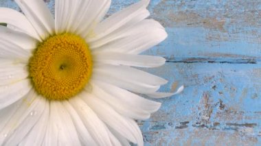 Chamomile flower and falling petals on light blue vintage wooden background. Summer theme.