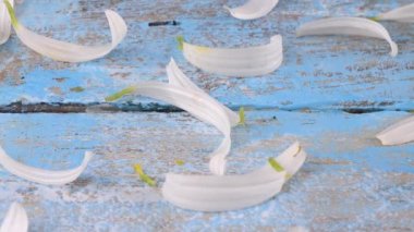 Beyaz papatya yaprakları açık mavi, eski, ahşap bir arka planda. Yaz teması.