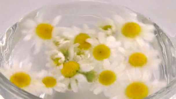 Vaření Bylinkového Čaje Heřmánku Průhledném Šálku — Stock video