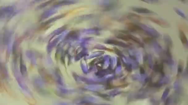 Färsk Lavendel Blomma Bryggs Kopp Varmt Vatten — Stockvideo