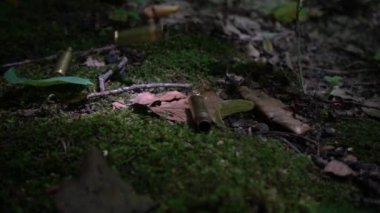 Bullet casings fall on the moss. Shooting in the forest. Slow motion.