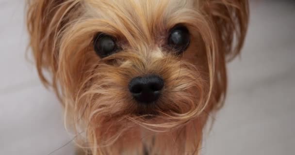 Yorkshire Terrier Laminate Background — Stockvideo