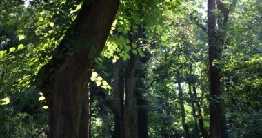 Gün batımının ışının arka planında yapraklar..