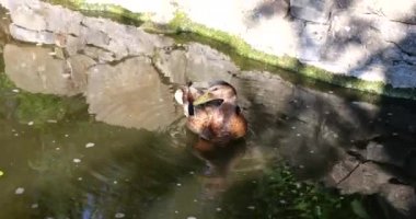 Wild duck in the park pond in the sun.