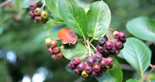 Rowan Berries Branches Bush — Stock video