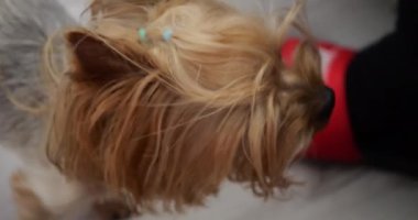 Kaplamalı arka planda Yorkshire Teriyeri.