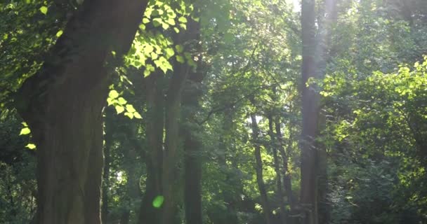 Leaves Trees Backlight Rays Sunset — Stockvideo