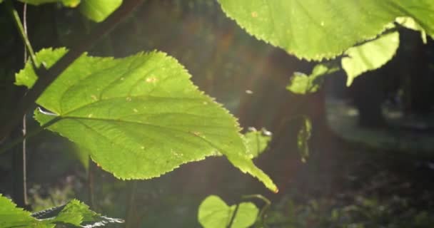 Leaves Trees Backlight Rays Sunset — Αρχείο Βίντεο
