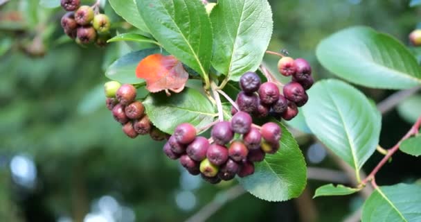 Rowan Berries Branches Bush — Stock video