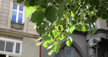 Elements of the ancient architecture of a European city.