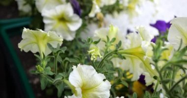 Flowers in pots in summer.