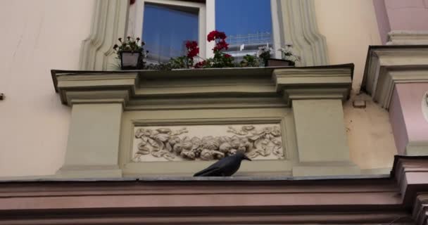 Elements Ancient Architecture European City Figure Bird Scare Away Birds — Stockvideo