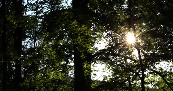 Light Sun Rays Foliage Tall Trees — Stockvideo