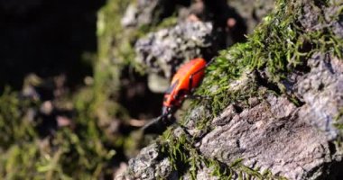 The firebug, Pyrrhocoris apterus, is a common insect of the family Pyrrhocoridae.They can often be found in groups near the base of lime tree trunks, on the sunny side. Shooting macro.