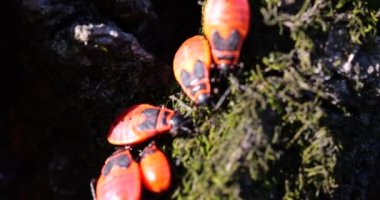 The firebug, Pyrrhocoris apterus, is a common insect of the family Pyrrhocoridae.They can often be found in groups near the base of lime tree trunks, on the sunny side. Shooting macro.