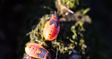 The firebug, Pyrrhocoris apterus, is a common insect of the family Pyrrhocoridae.They can often be found in groups near the base of lime tree trunks, on the sunny side. Shooting macro.