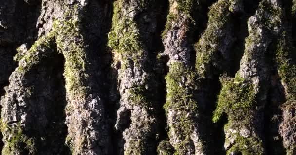 Structure Furrowed Bark Tree — Stock video