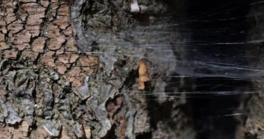 Dense spider silk on a tree trunk.
