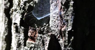 Well-lit by the sun, a dense spider silk on a tree trunk.