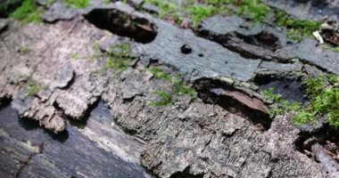 The texture of the bark of a fallen tree and green moss. Macro photography.