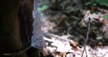 Dense spider silk on a tree trunk.