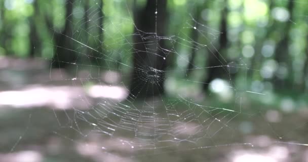 Spider Silk Background Forest Shooting Macro — Stok video