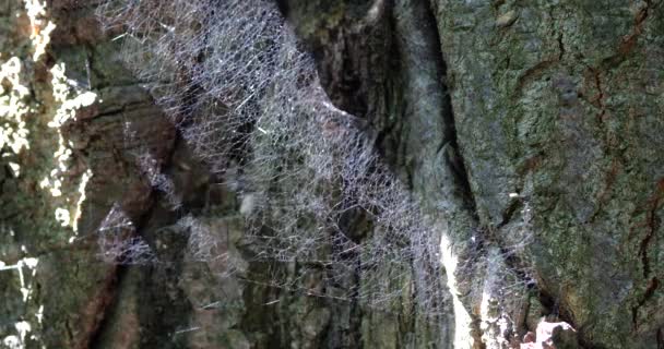 Well Lit Sun Dense Spider Silk Tree Trunk Holes — Wideo stockowe