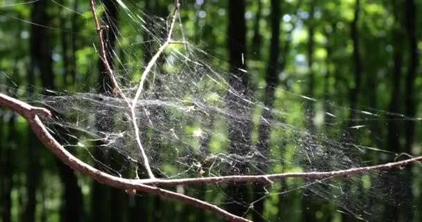 Large Cobweb Spider Silk Well Lit Sun Backdrop Forest — Stockvideo