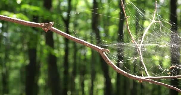 Large Cobweb Spider Silk Well Lit Sun Backdrop Forest — Stockvideo