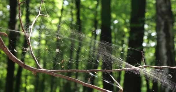 Large Cobweb Spider Silk Well Lit Sun Backdrop Forest — Stockvideo