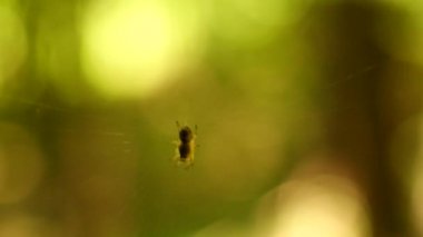 Small spider in the center of the spider silk sways in the wind against the backdrop of green foliage. Shooting macro.
