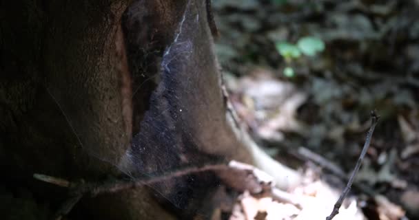 Dense Spider Silk Tree Trunk — Wideo stockowe