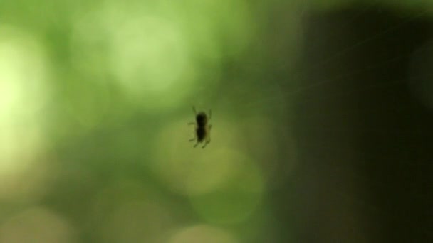 Small Spider Center Spider Silk Sways Wind Backdrop Green Foliage — Stockvideo