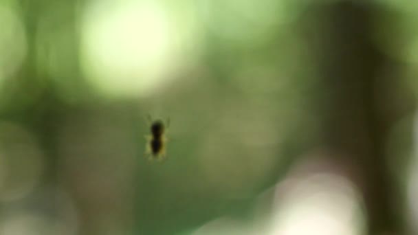 Small Spider Center Spider Silk Sways Wind Backdrop Green Foliage — Vídeos de Stock