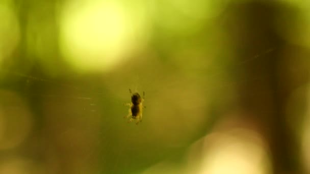 Small Spider Center Spider Silk Sways Wind Backdrop Green Foliage — Vídeos de Stock