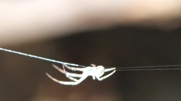 Καλά Φωτισμένη Από Τον Ήλιο Μικρή Αράχνη Μακριά Πόδια Στο — Αρχείο Βίντεο