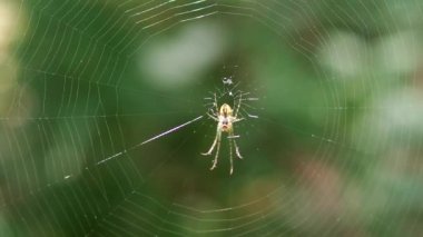 Well-lit by the sun, small spider with long legs in the center of the spider silk. Shooting macro.