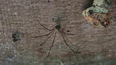 The Opiliones swinging in the wind. The Opiliones (formerly Phalangida) are an order of arachnids colloquially known as harvestmen, harvesters, or daddy longlegs. The spider sits on the bark of a tree trunk in the forest. Shooting macro.