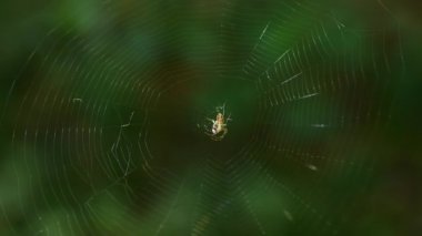 Small light spider with long legs in the center of the spider silk sways in the wind against the backdrop of green foliage. Shooting macro.